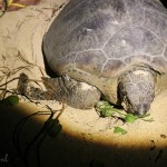 Borneo: Turtle island