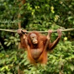 Borneo sepilok orang oetan centre